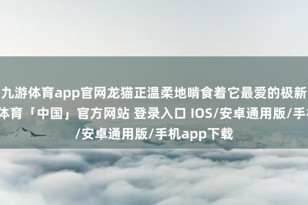 九游体育app官网龙猫正温柔地啃食着它最爱的极新牧草-九游体育「中国」官方网站 登录入口 IOS/安卓通用版/手机app下载
